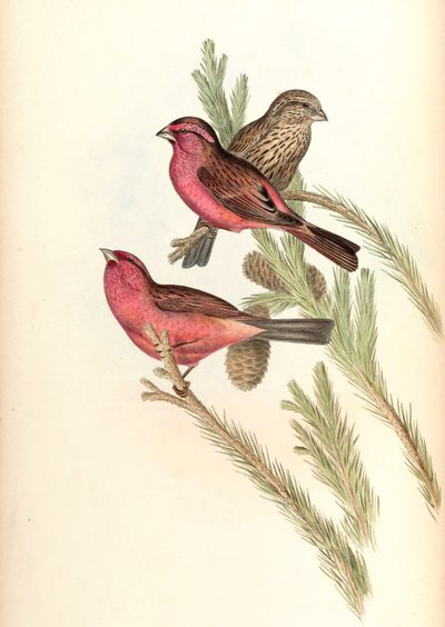 Pinzón de manto rojo (Pinzón de Blyth) Carpodacus rhodochlamys Blyth de John Gould